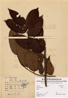 藏品(鉤藤)的圖片